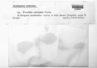Puccinia coronata image